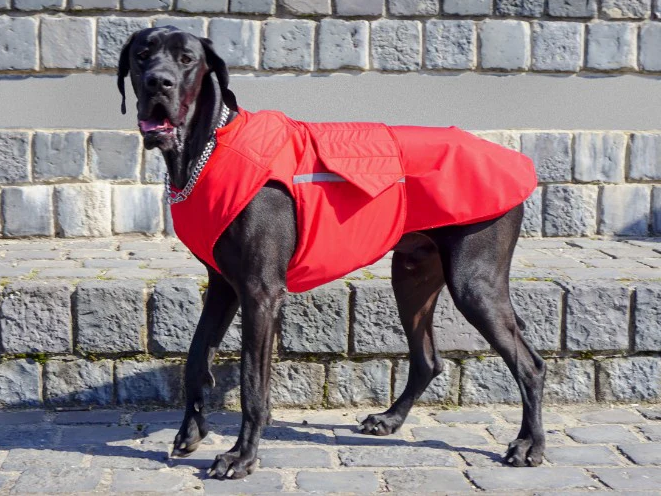 great dane winter clothes